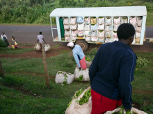 Tea weighing and collecting.