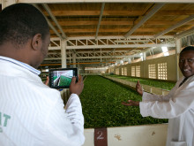 Koisagat Tea Estate factory – withering.